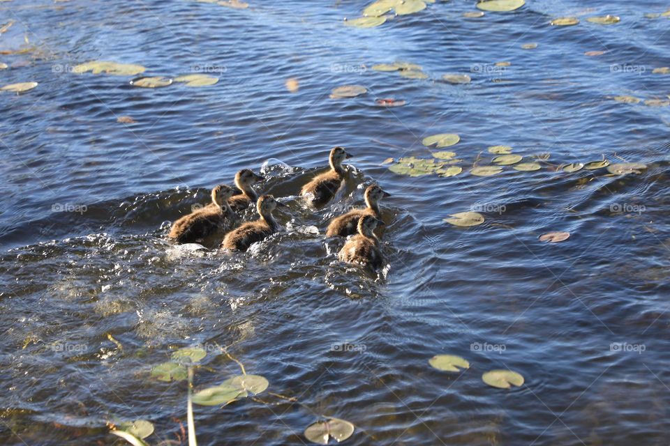 Young ducks playing in the water