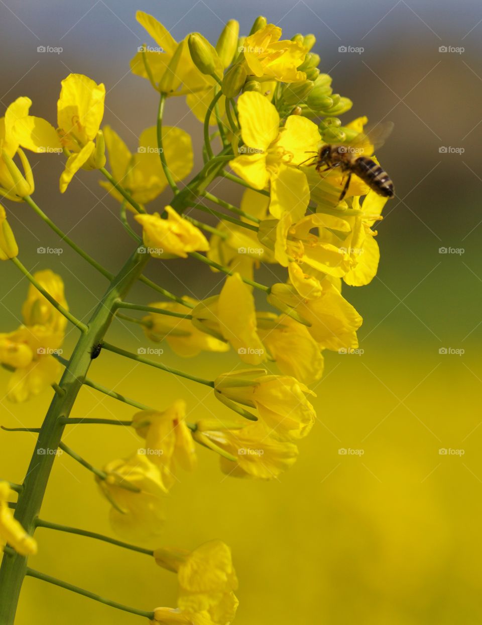 Bee feeding from flower