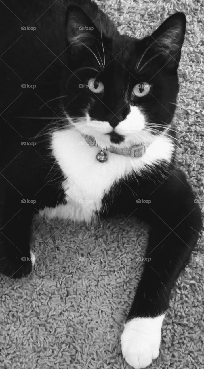 black and white photo of black and white cat in sexy pose on carpet