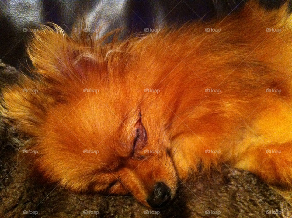 dog puppy sleep peaceful by binkyboo