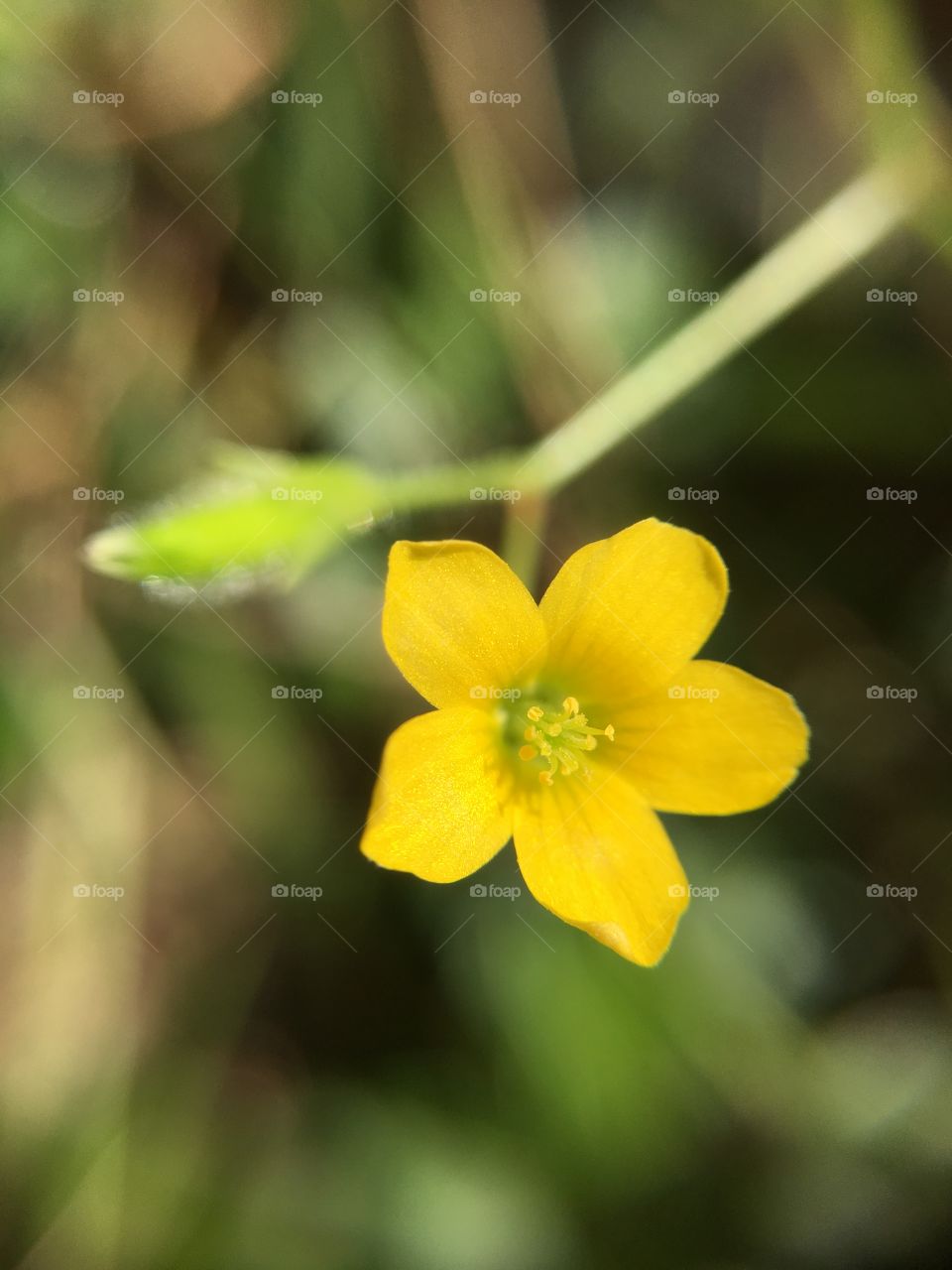 Tiny yellow flower