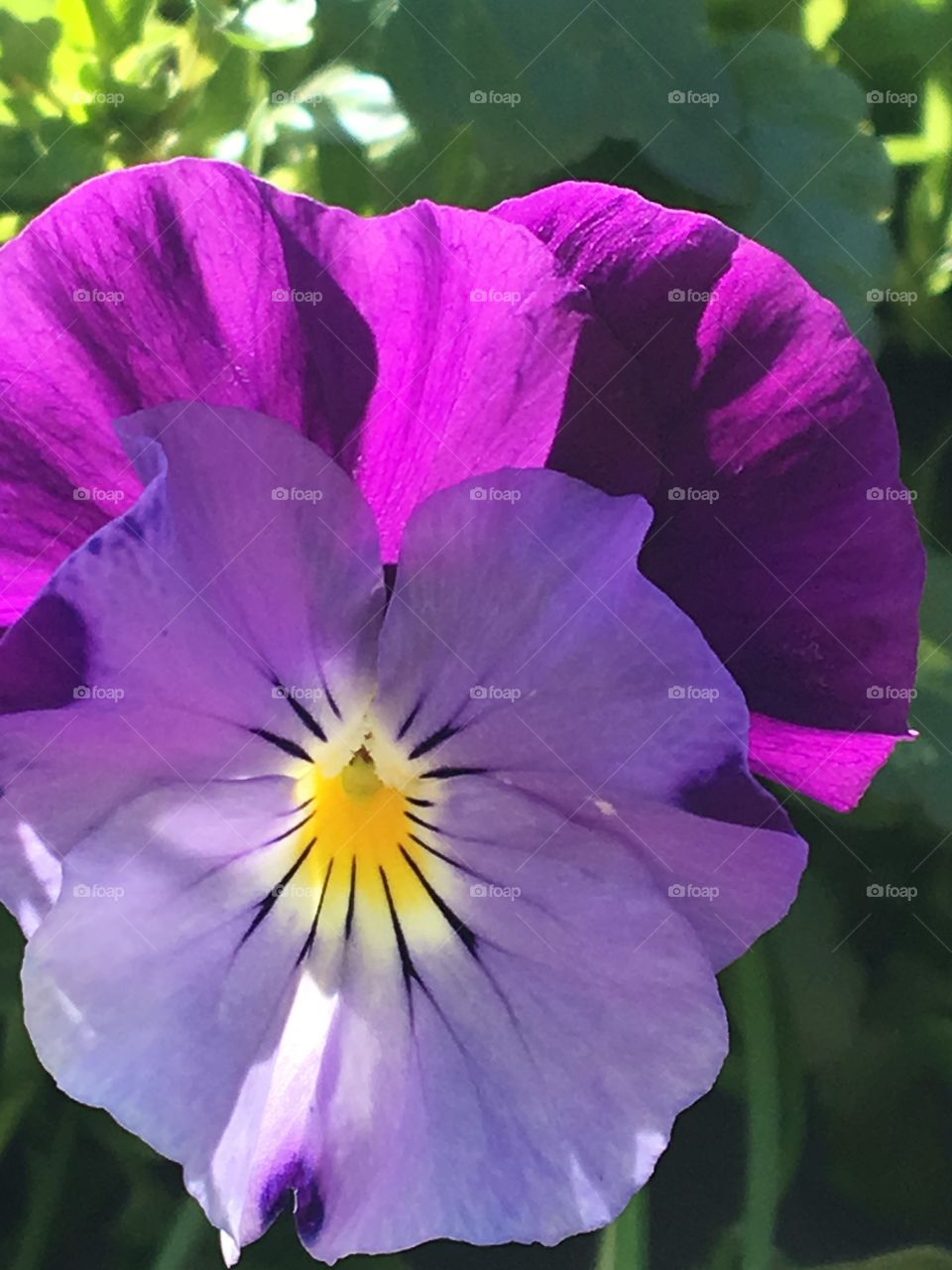 Purple pansy 