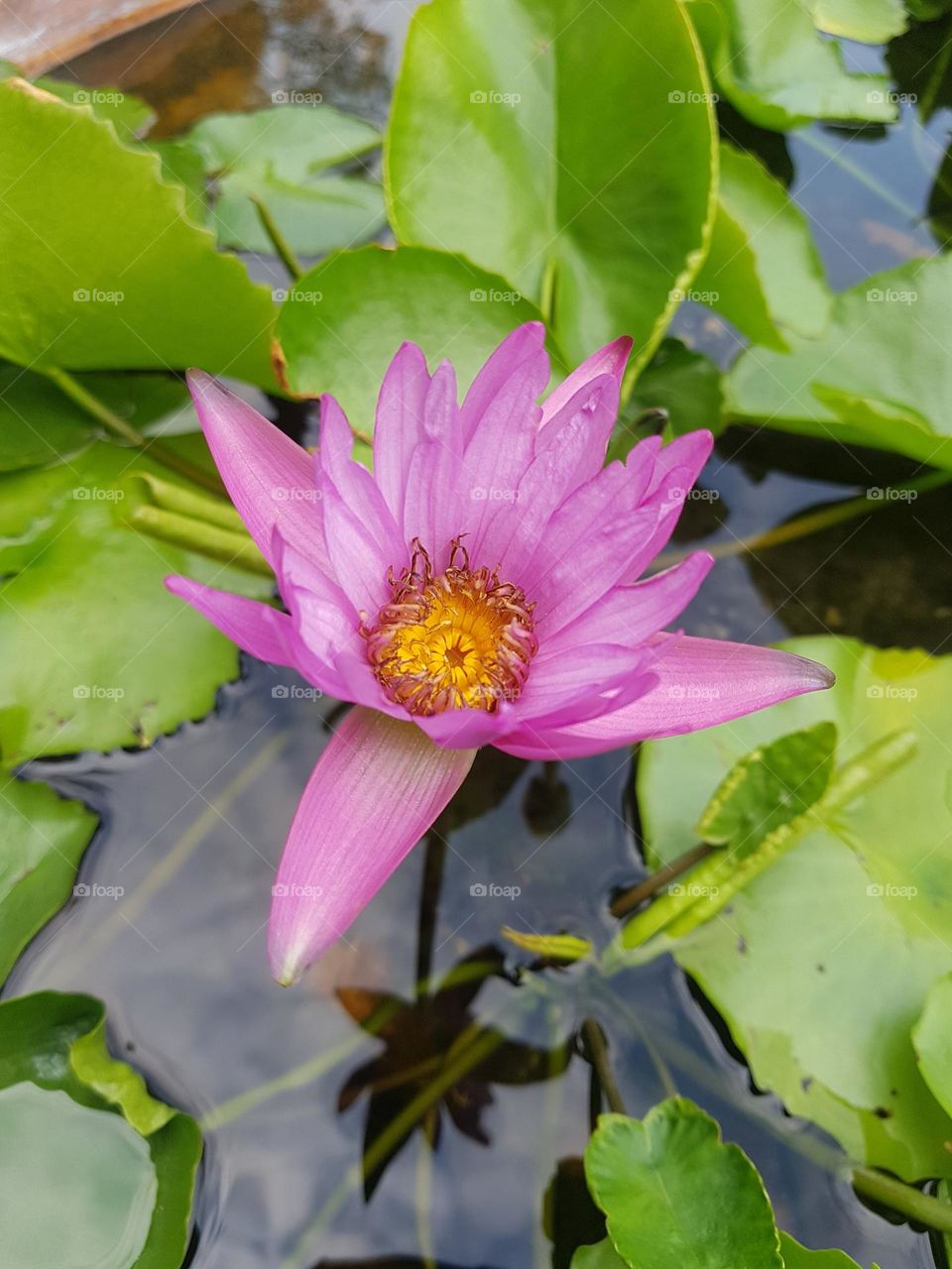 Lotus in the garden
