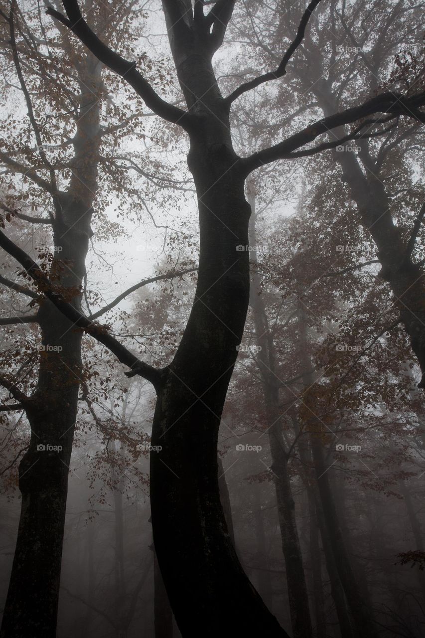 Forest in the mist 