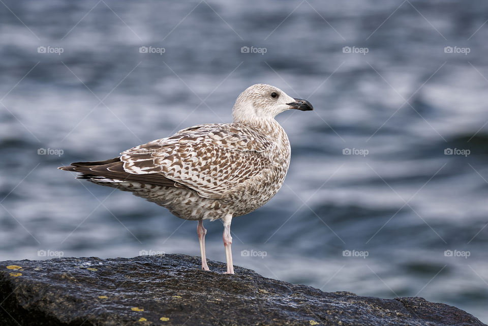 Seagull