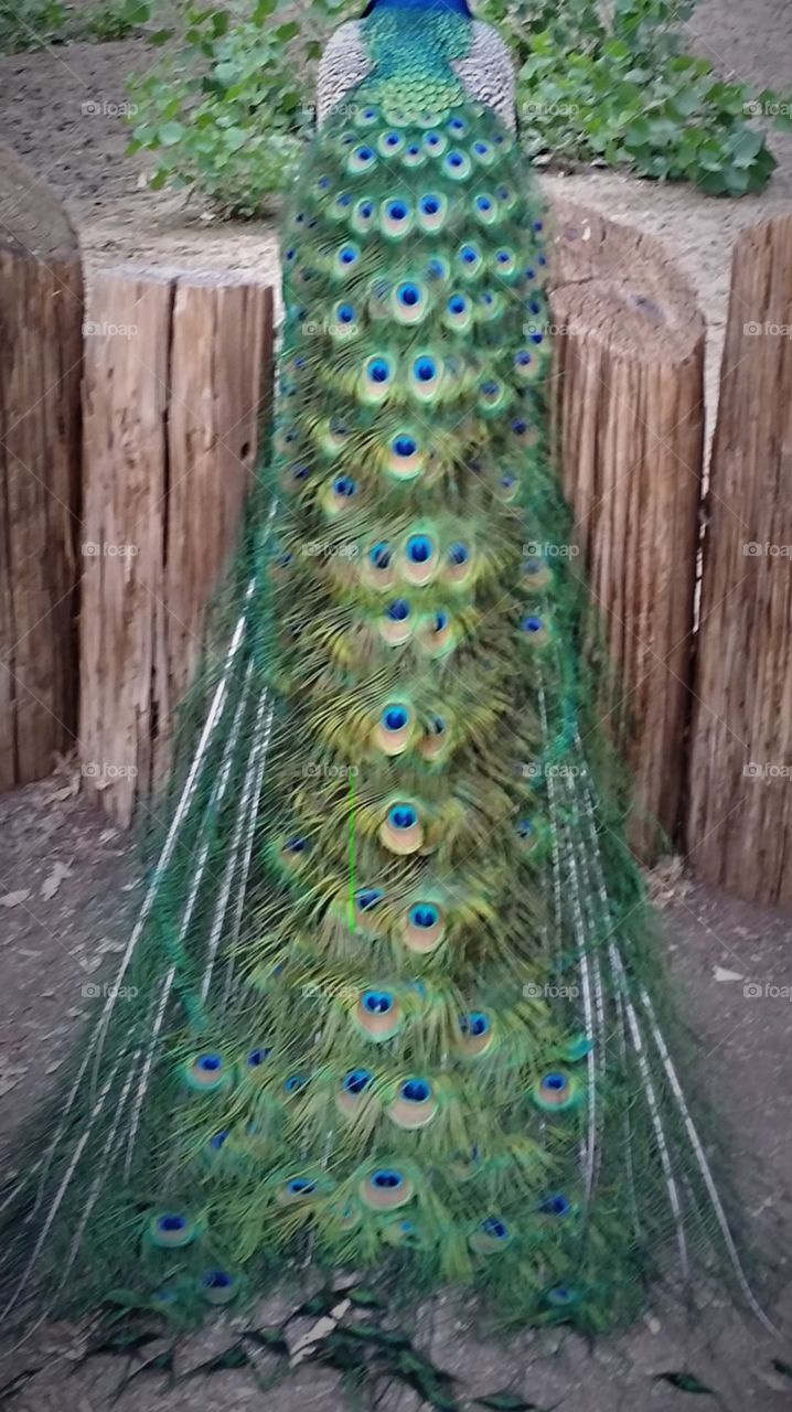 Cascade of peacock feathers 