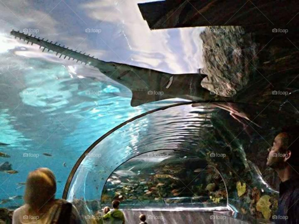 What Lurks Above. Aquarium in Gatlinburg, Tennessee.