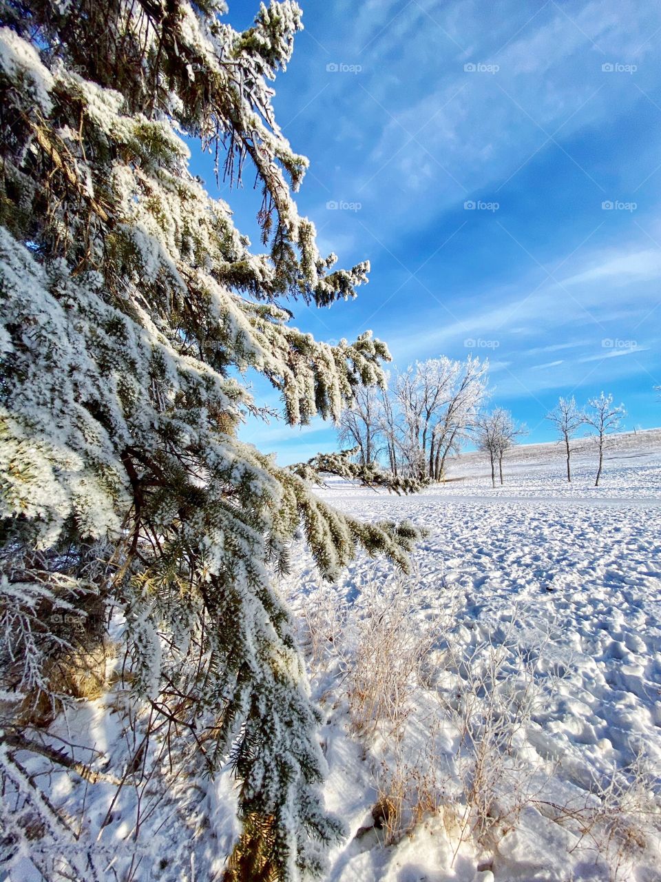 Snowy trees