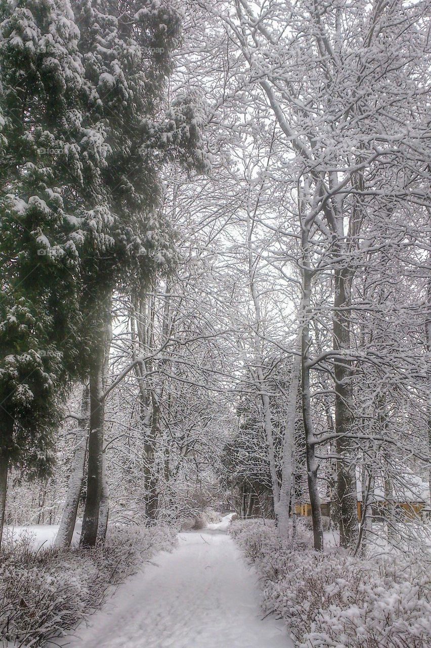 Winter season ❄️ White time ❄️ Forest ❄️