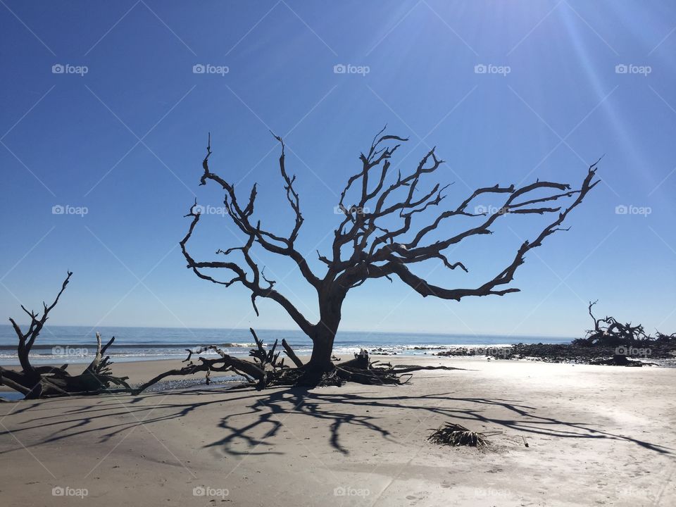 Driftwood beach jekel island Georgia 