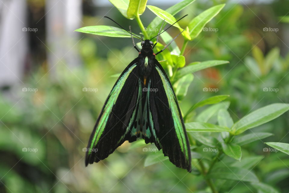 A beautiful black and green butterfly in Key West, Florida