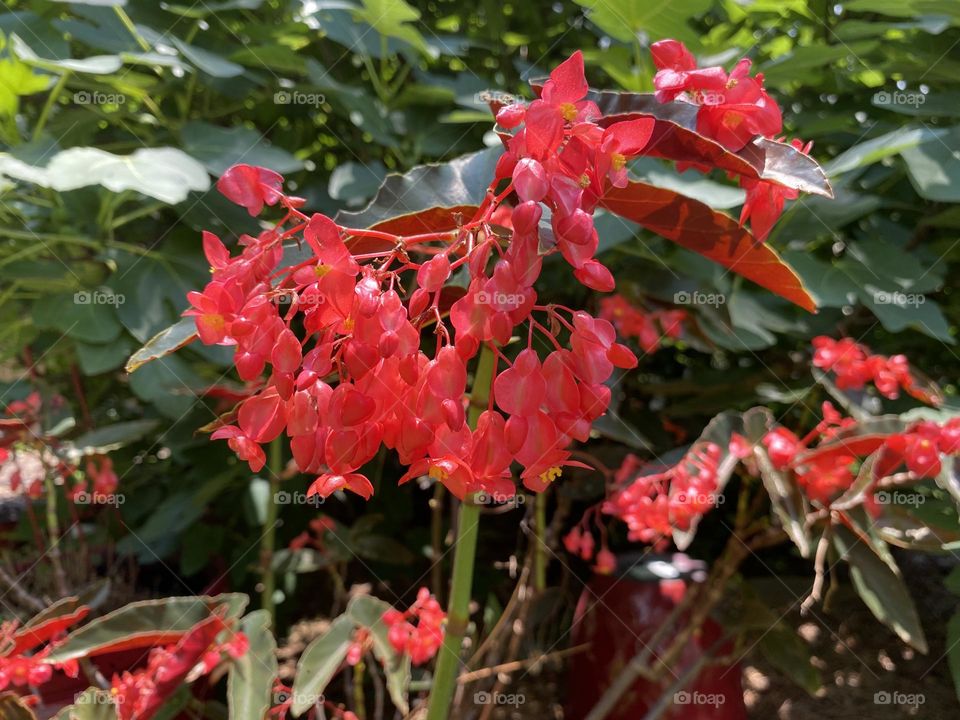 Kalanchoe