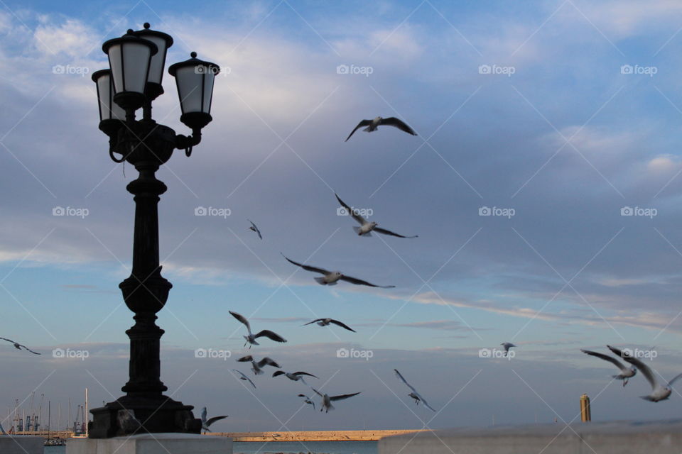 flying birds and a lamp