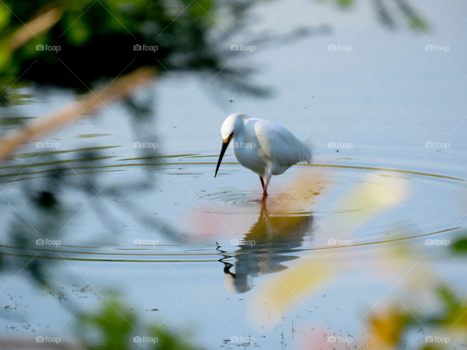 Snowy egret