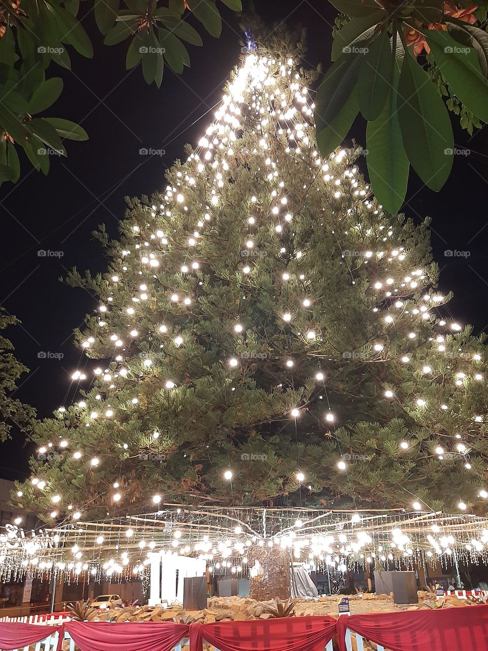 25 meter tall pine tree decorated for Christmas in Tatuí, SP, Brazil.