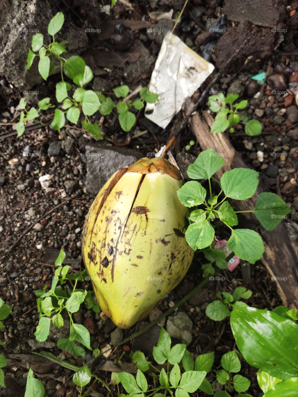 Orchard Of Coconut 🌴
Fallen Coconut From the Tree

Natural Beauty
Surrounded by Green Plants