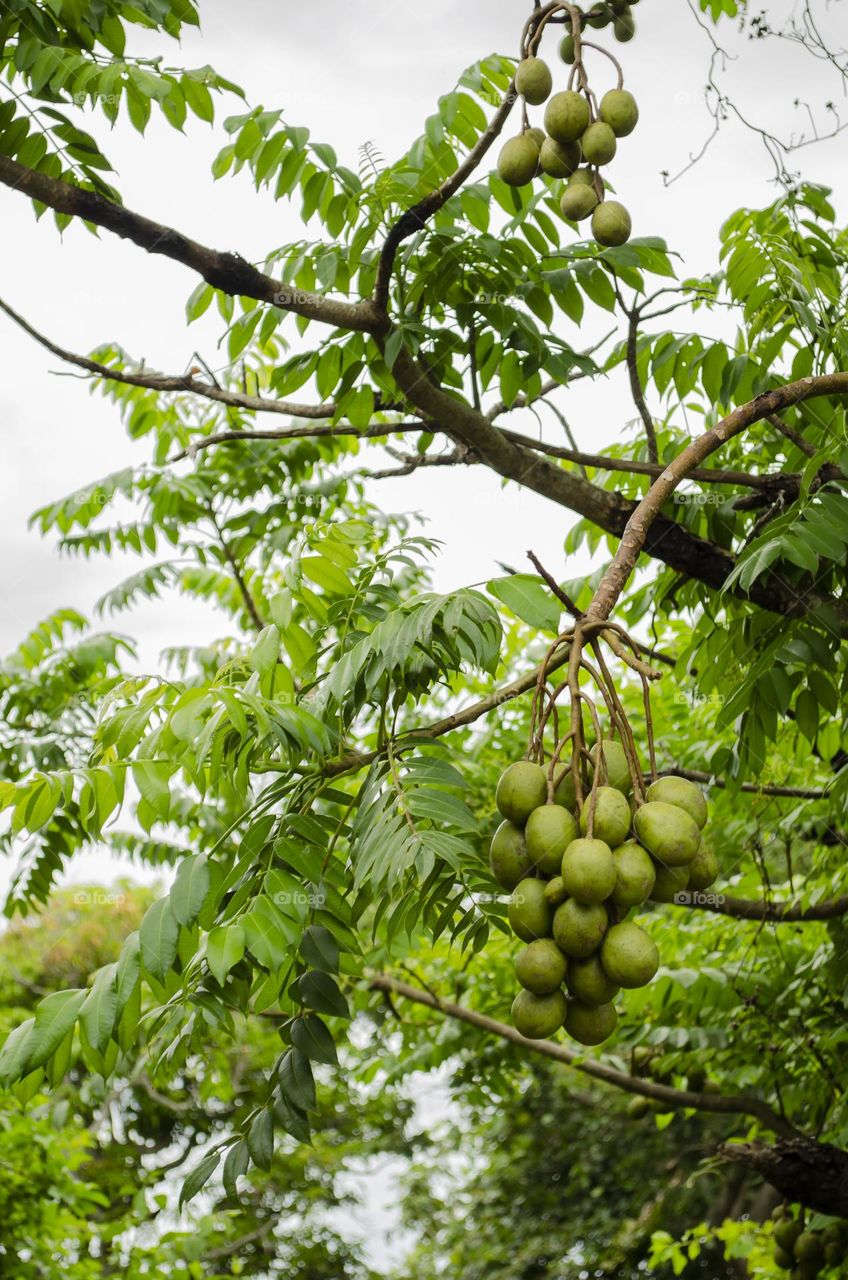 June Plums On Tree