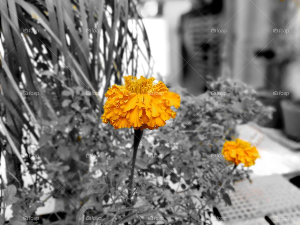 Colour Splash, Mobile Photography, Flowers, Closeup, Honor 6x, India,.