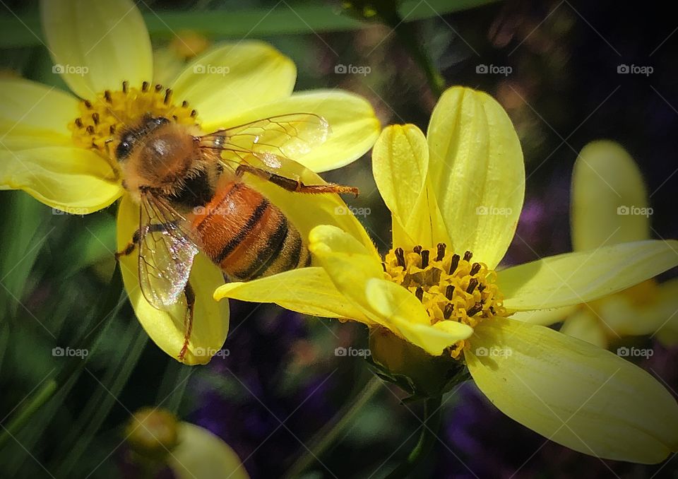 Bee on little yellow flowers