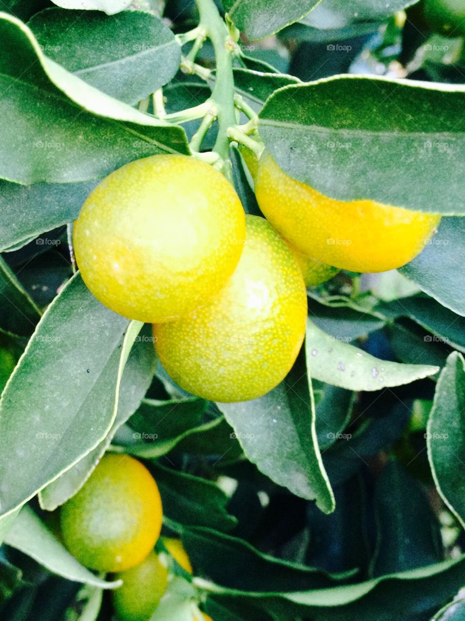 Kumquats on tree