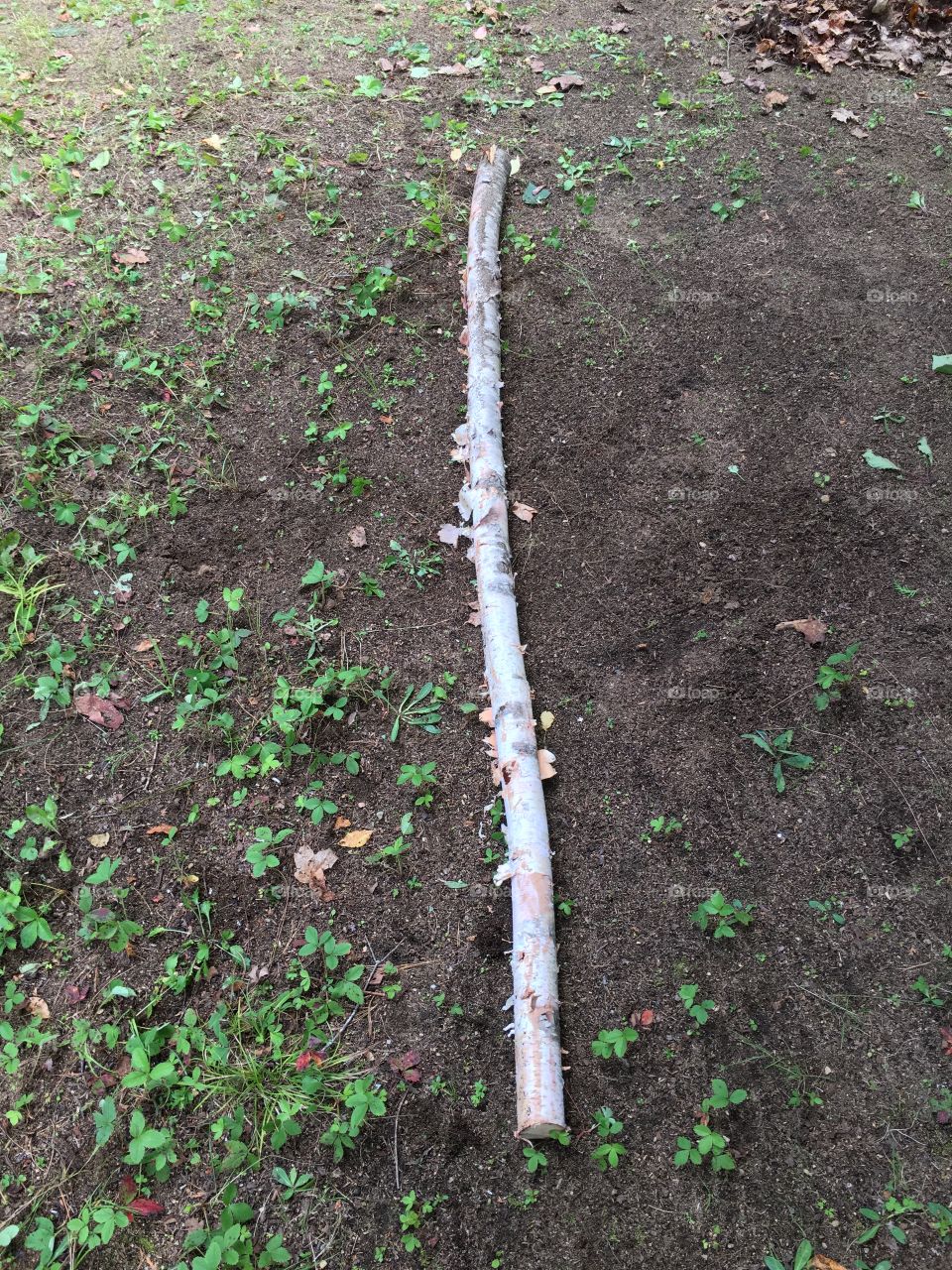 Soil, Leaf, Garden, Growth, Nature