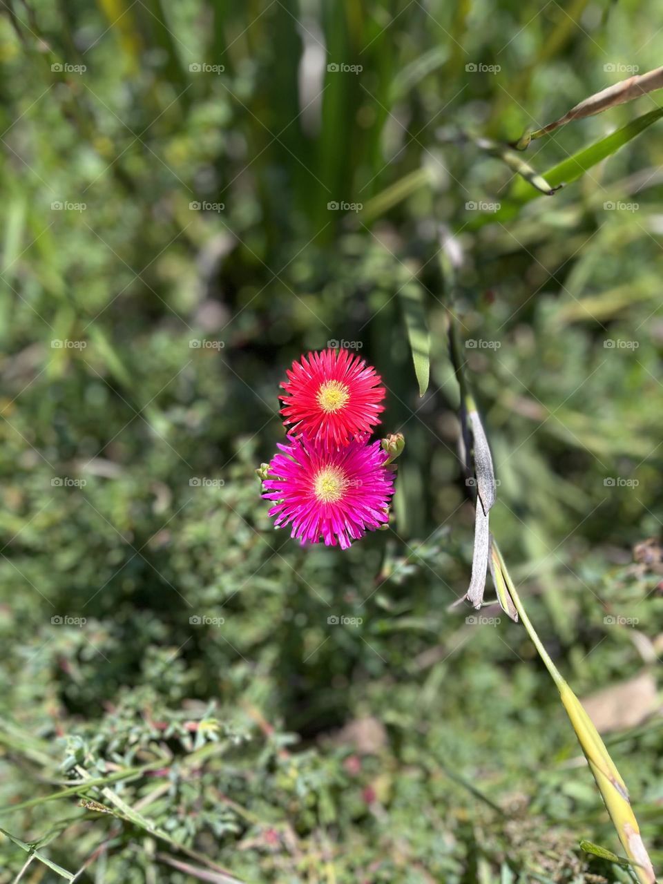 Some spring flowers- sprung and colors