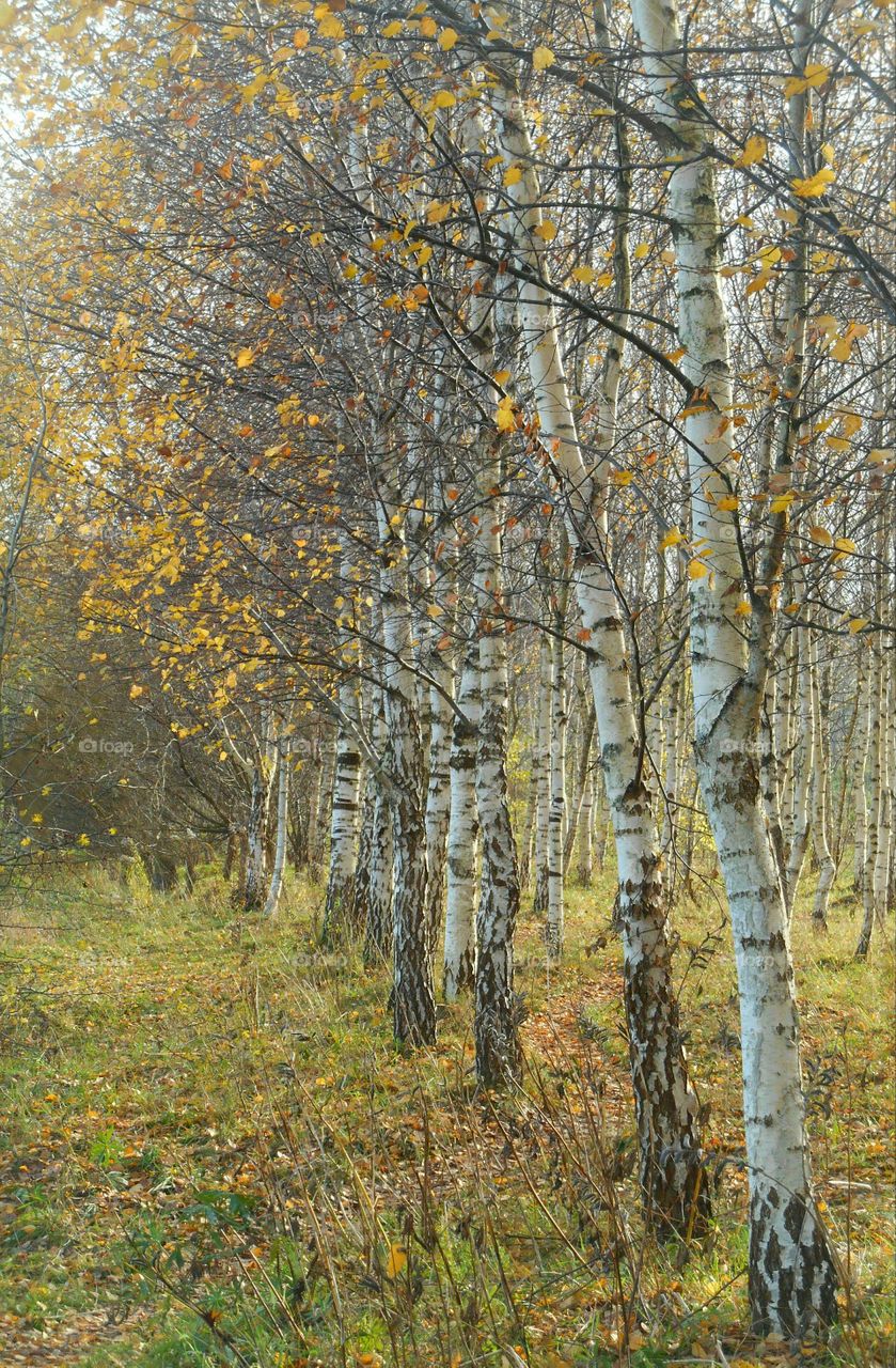 Leaf, Wood, Fall, Tree, Nature