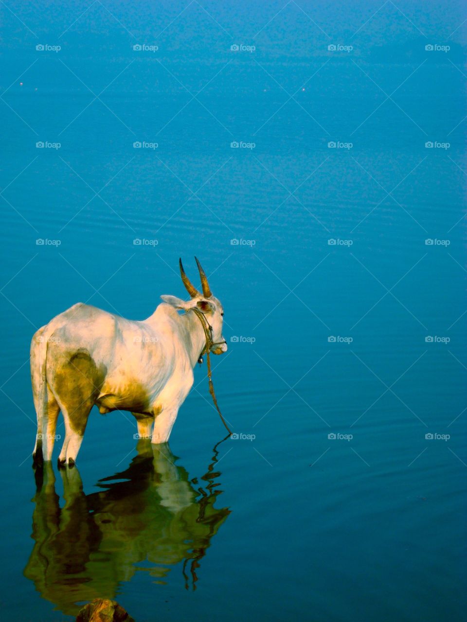 Cow reflection on lake