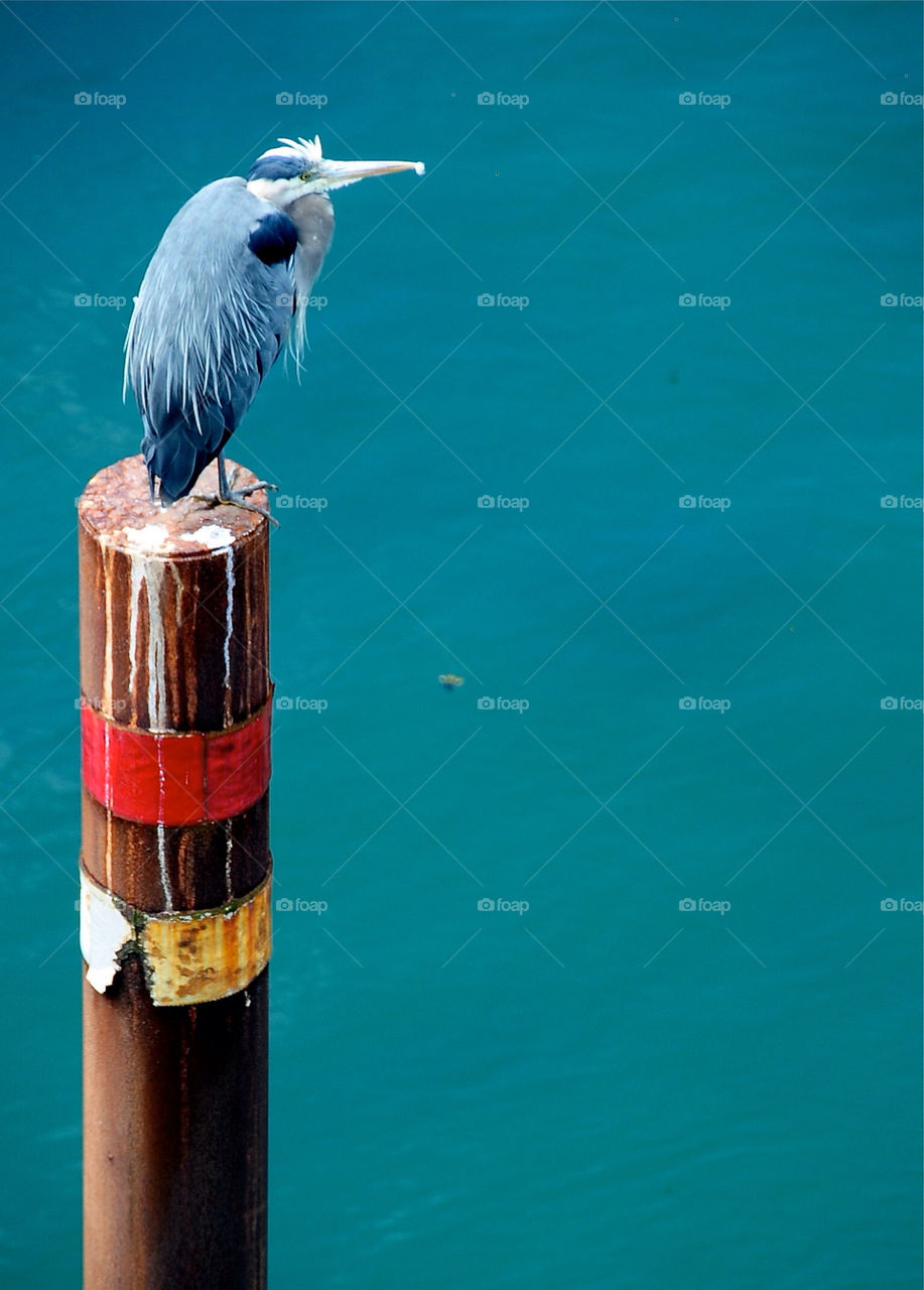 colors water bird canada by laszlophoto