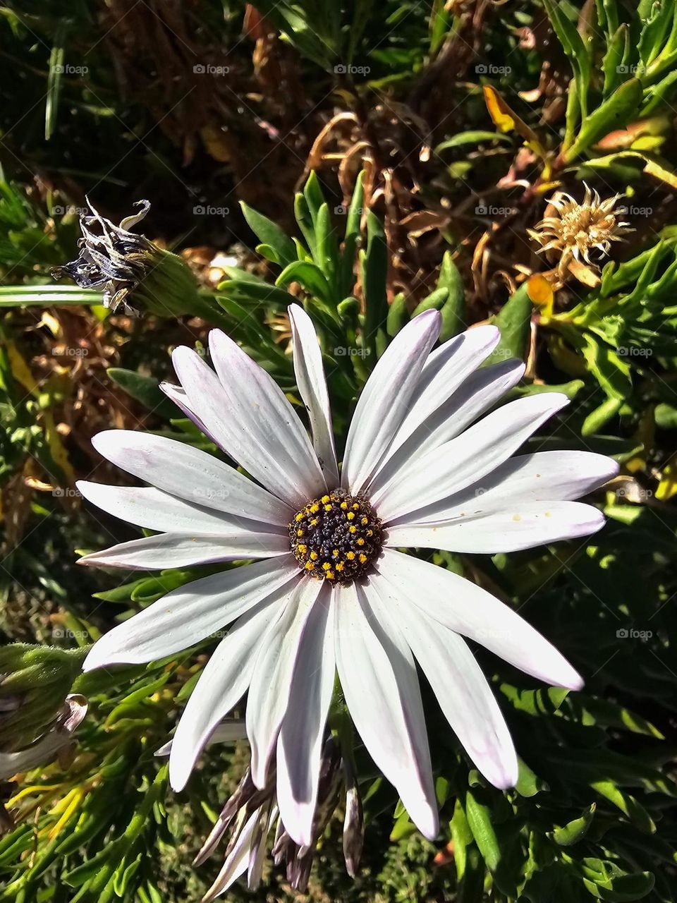 Flor blanca compuesta