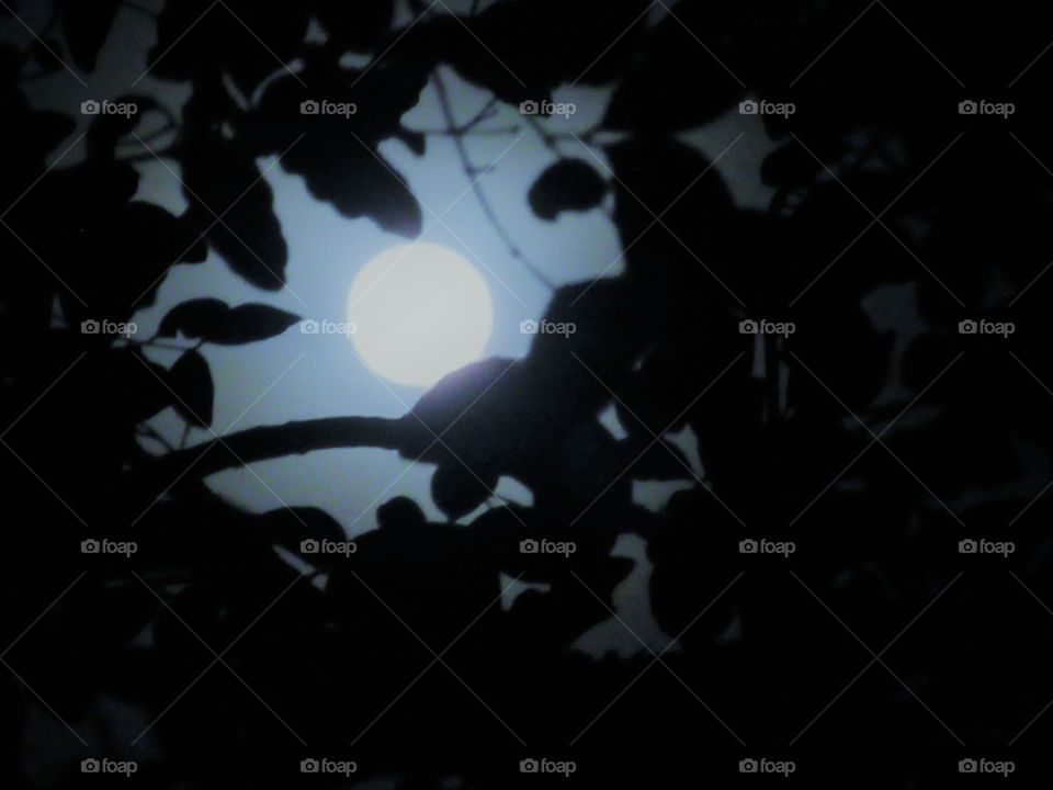 moon through leaves