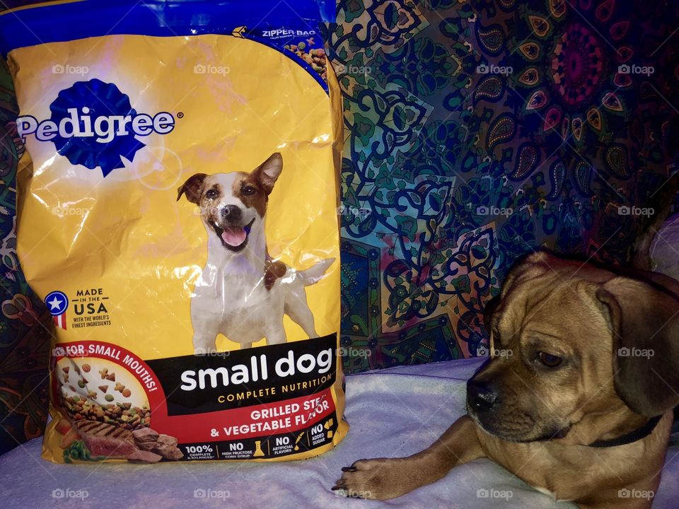 Serious pose by Milo the puggle