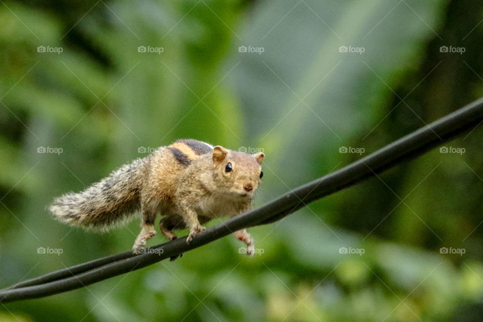 Running squirrel