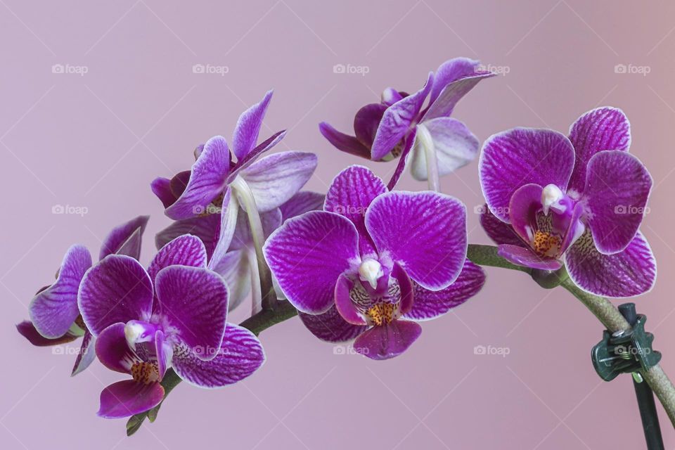 Beautiful orchid purple flowers in bloom