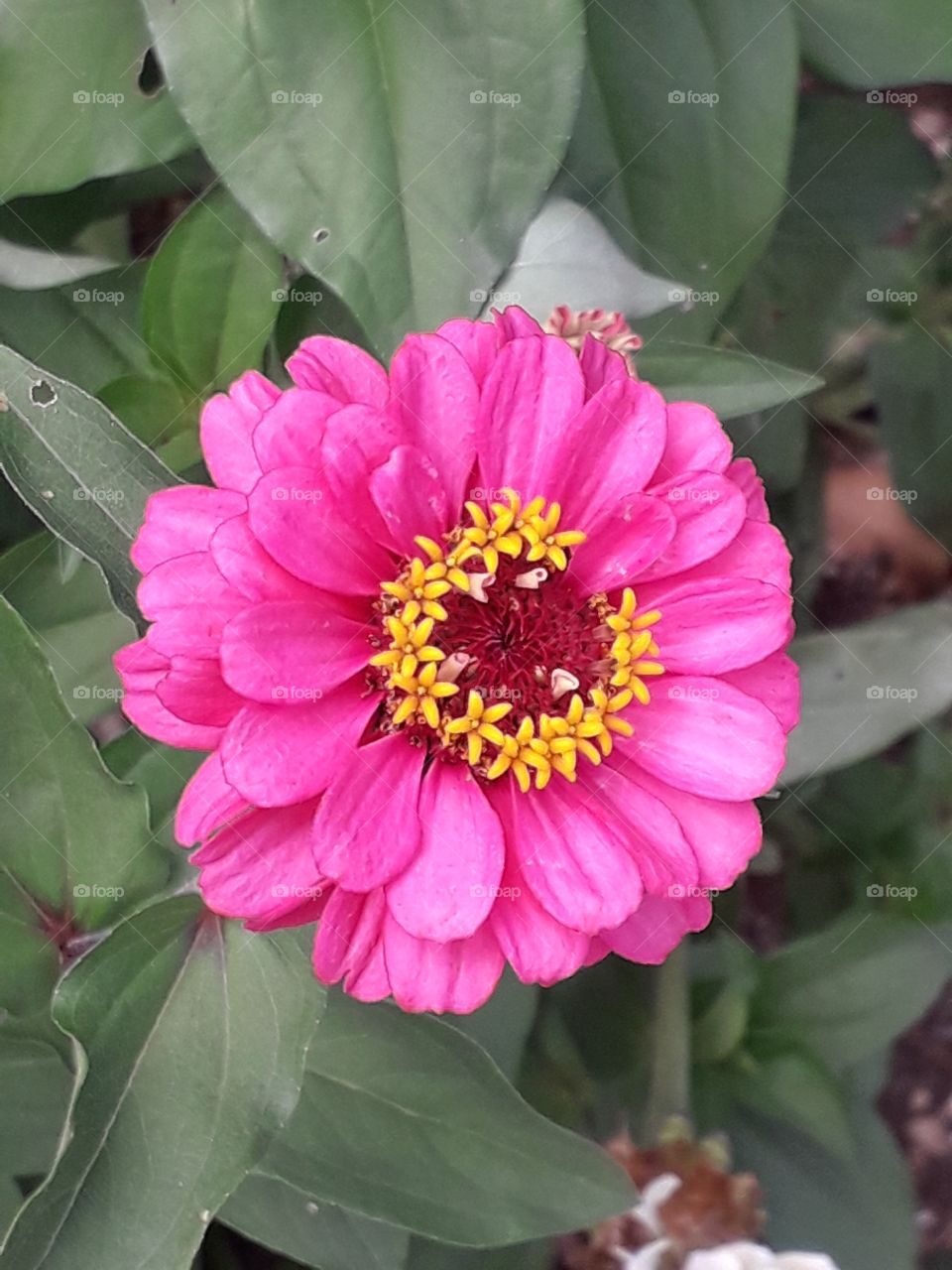 pink flower