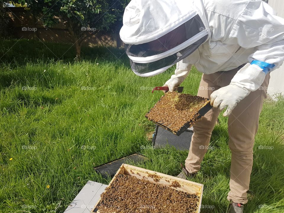 Beekeeper with hood checking bee hives frame brood summer beekeeping gloves and hive tool