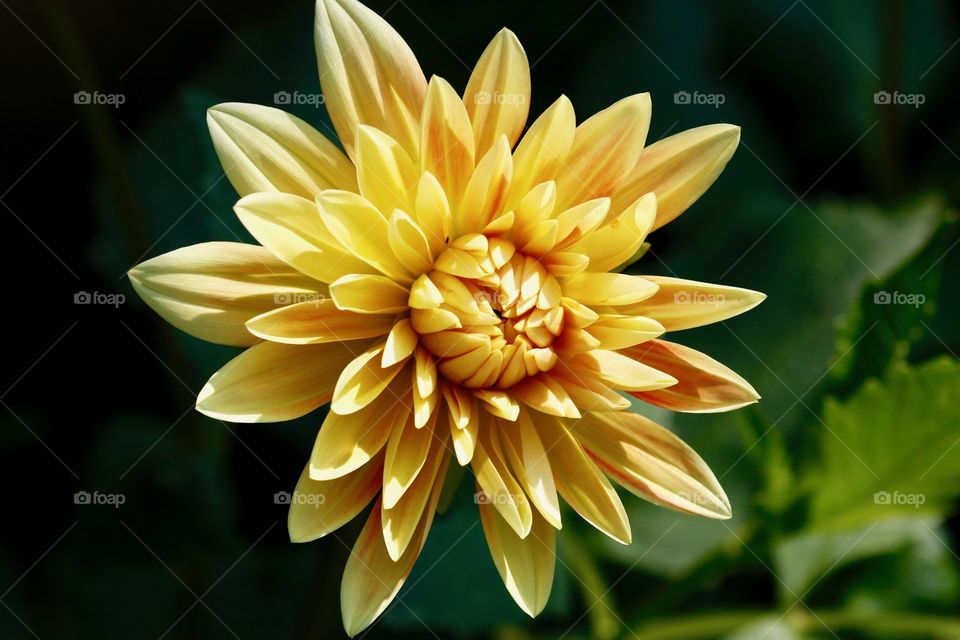 Yellow dahlia