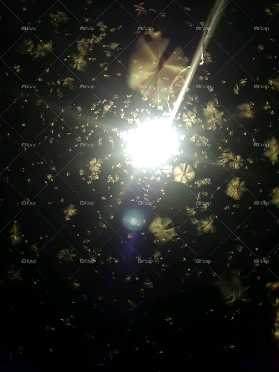 Flying bug under light