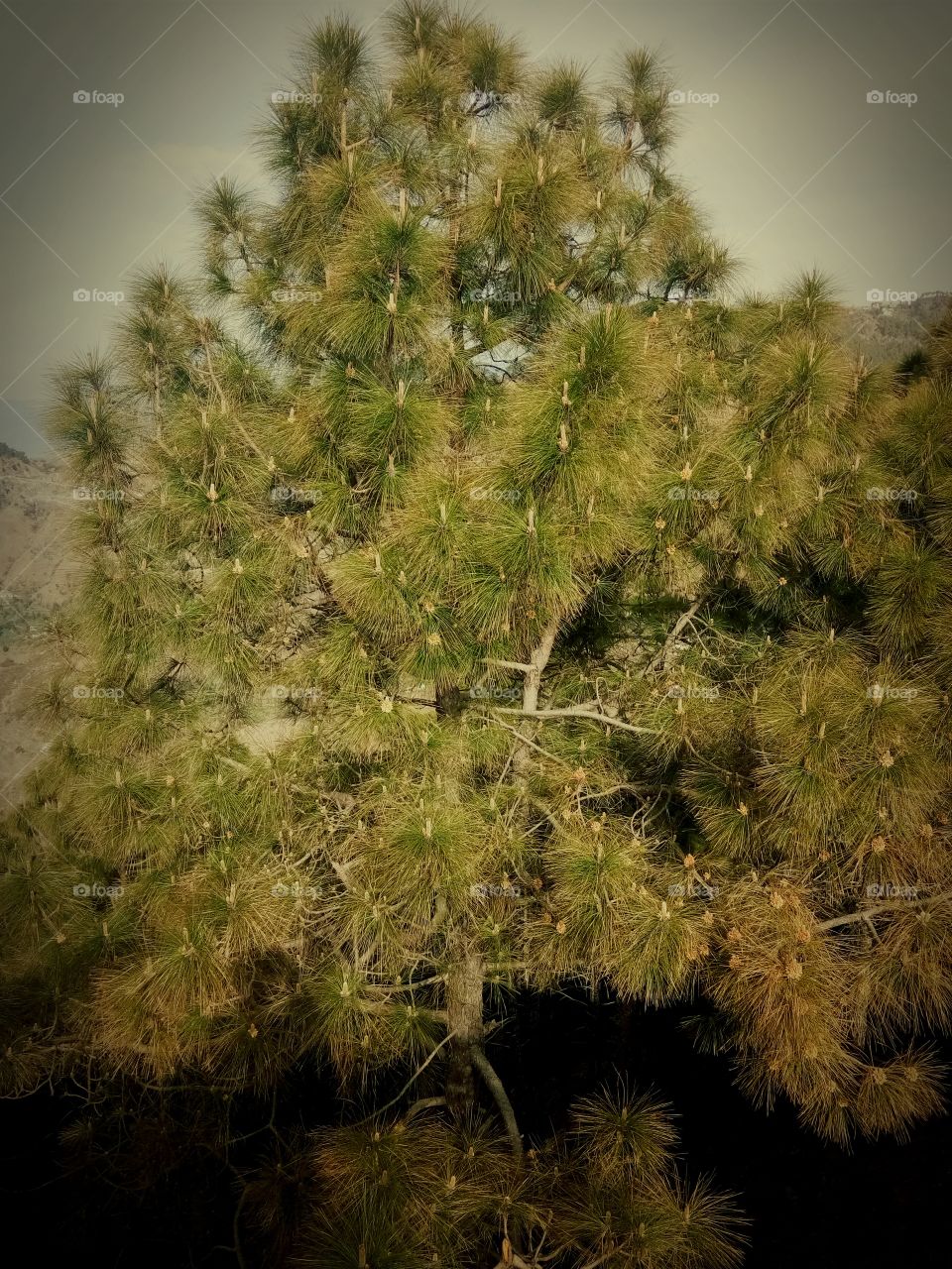 Green Tree 🌲🌲 🌲
