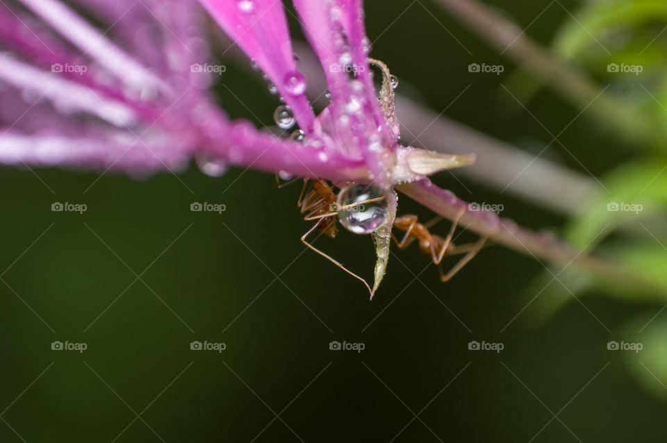 Ants playing hide and seek with flower.