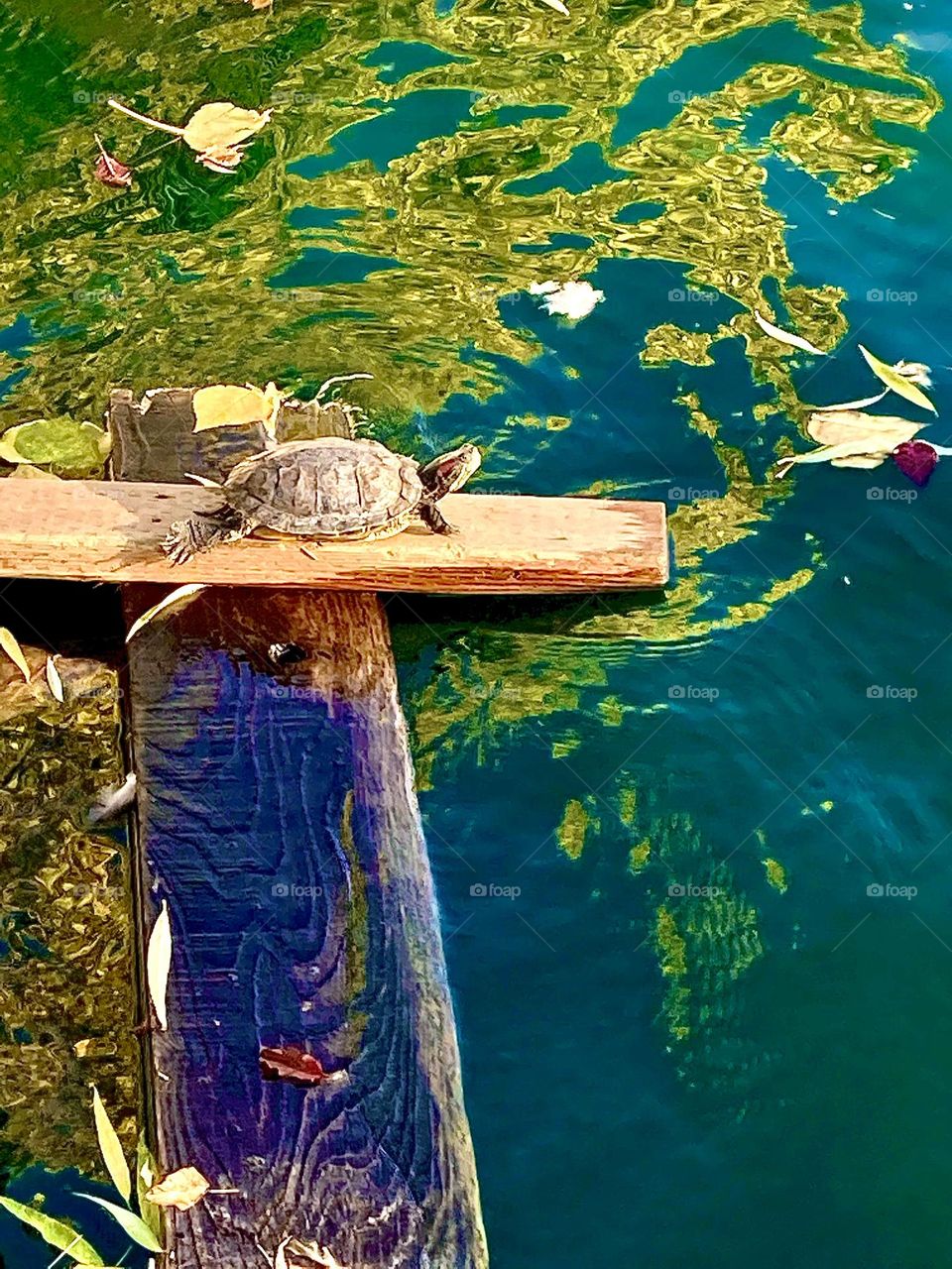 Turtle basking at pond 