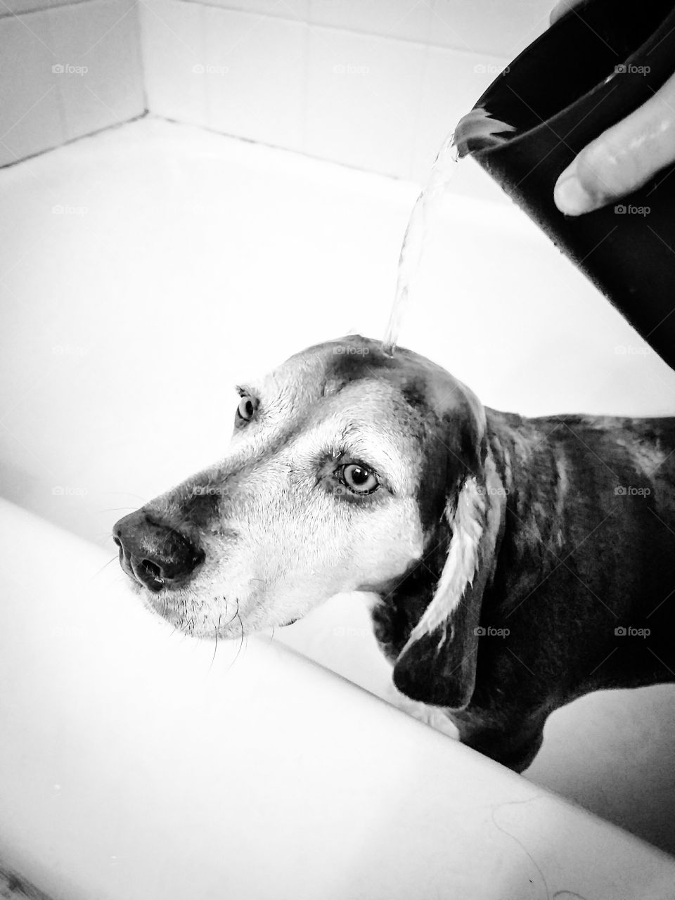 Close-up of beagle dog in bathtub