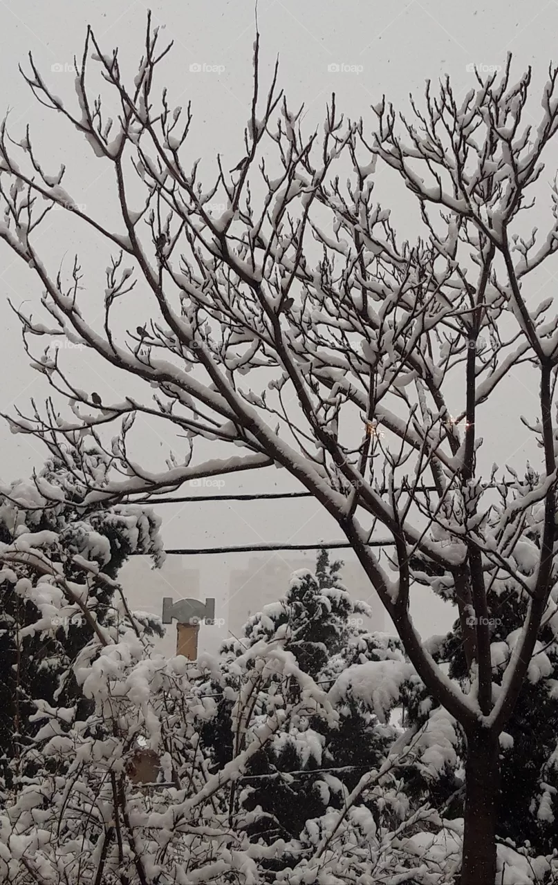 snow