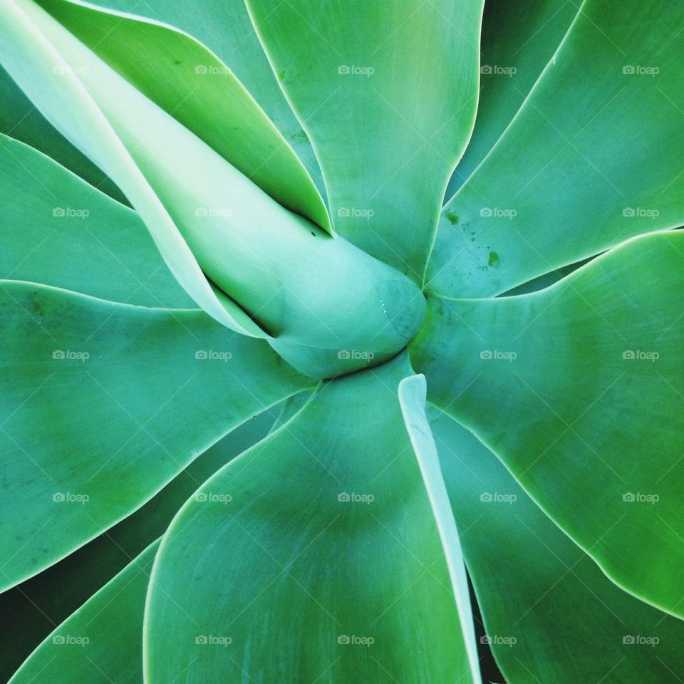 Green Succulent