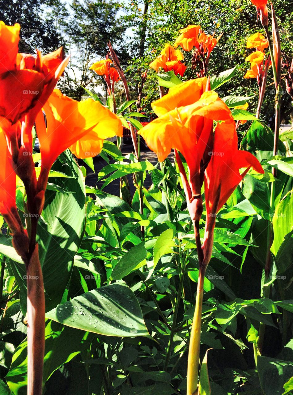 Canna Flowers