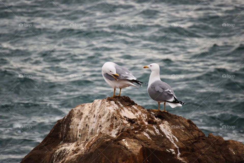 Seagulls