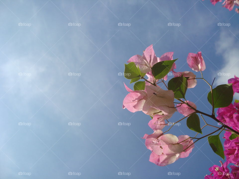 Beautiful flowers, focus on foreground Flowers and sky
