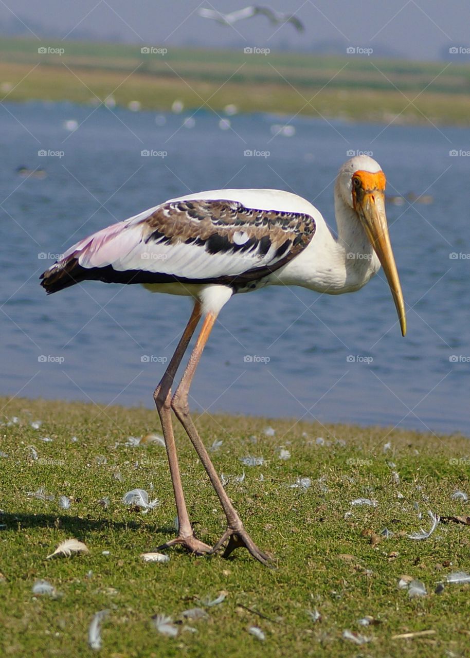 painted stork