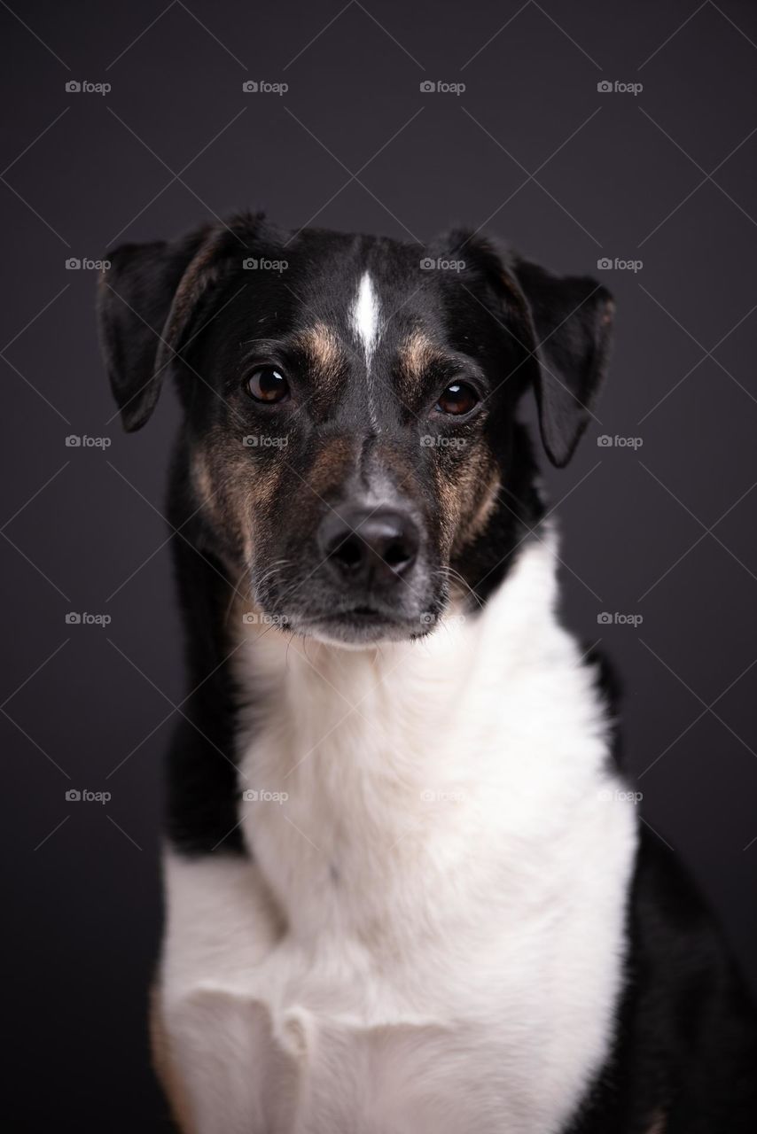 Headshot portrait of a black mixed breed terrier dog with a black background 
