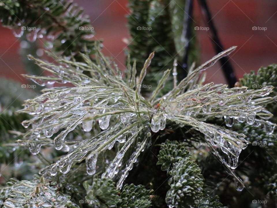 Frosted pine